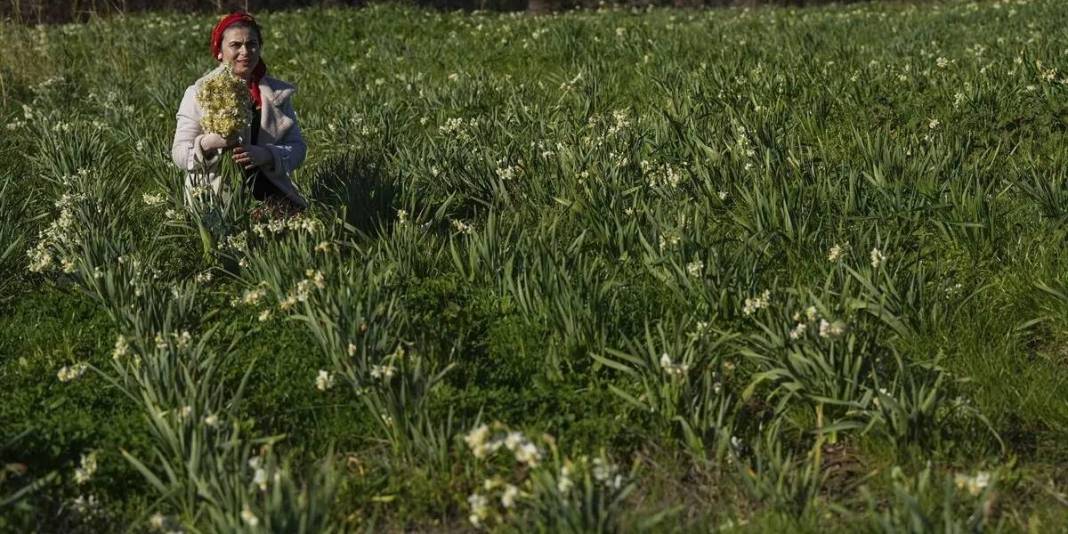 Kokusuyla fark atıyor, kadınlara gelir oluyor! Karaburun’da mis kokulu hasat: Sonbaharda başlıyor kış boyu sürüyor 6